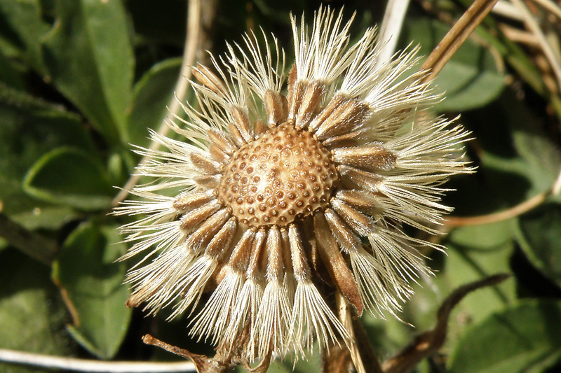 Aster alpinus / Astro alpino
